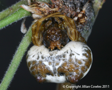 Araneidae Mastophora cornigera